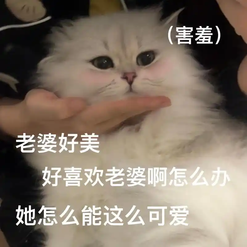 我就是老婆奴!怎样!#猫咪表情包 #猫咪 - 抖音