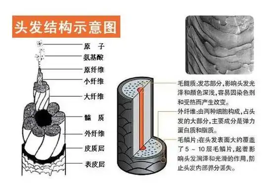 头发的结构一般分为三层:表皮层,皮质层,髓质层