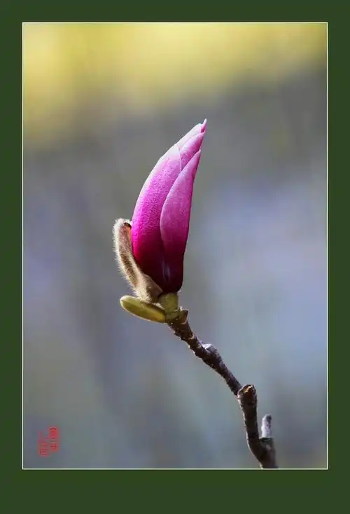 含苞待放玉兰花