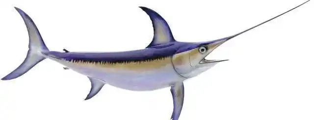 剑鱼刺杀鲨鱼剑却断在鲨鱼身体里不用担心剑鱼剑会长出来