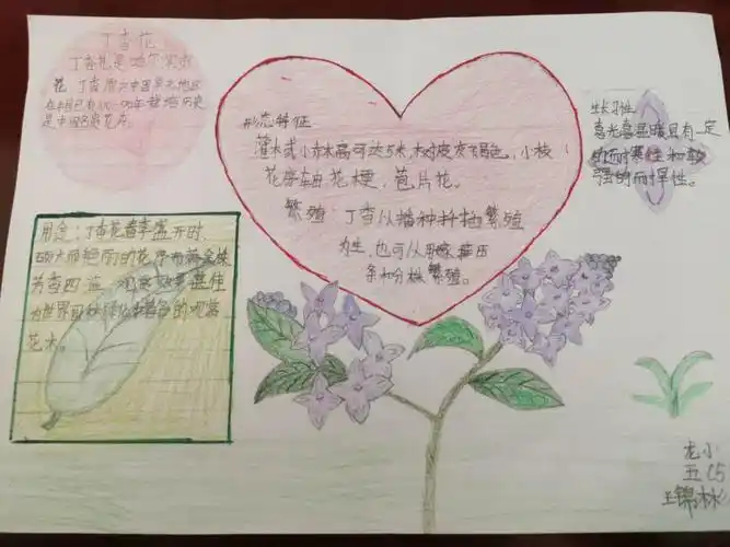 哈尔滨市市花——丁香花(王锦彬)