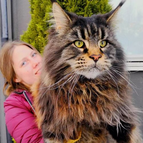 巨型缅因猫幼活体大猫宠物猫缅因猫纯种异瞳猫咪