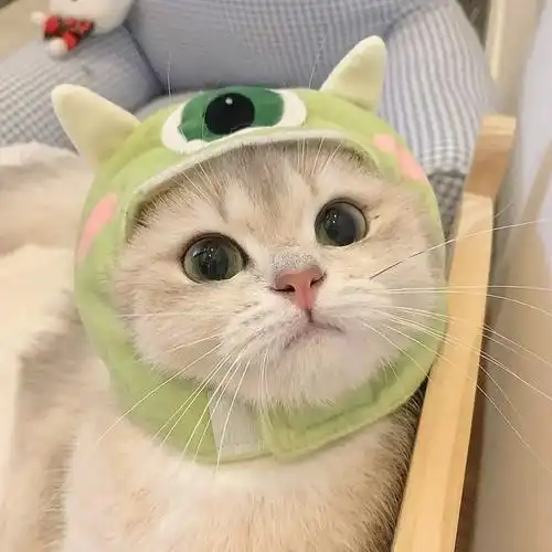 头套猫猫合集 #萌宠头像 #治愈 #可爱 #猫 #可爱图片  - 抖音