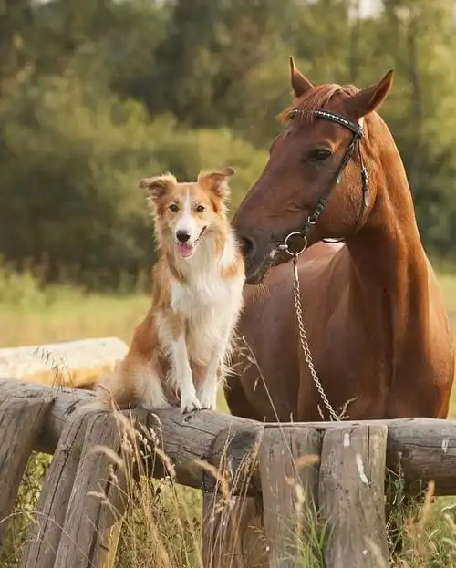 狗狗与马儿的友谊