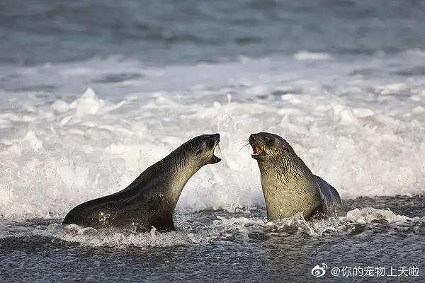 #海豹竟然有毛# 海豹和海狮的区别是: 1.海... 来自萌宠避风港 - 微博
