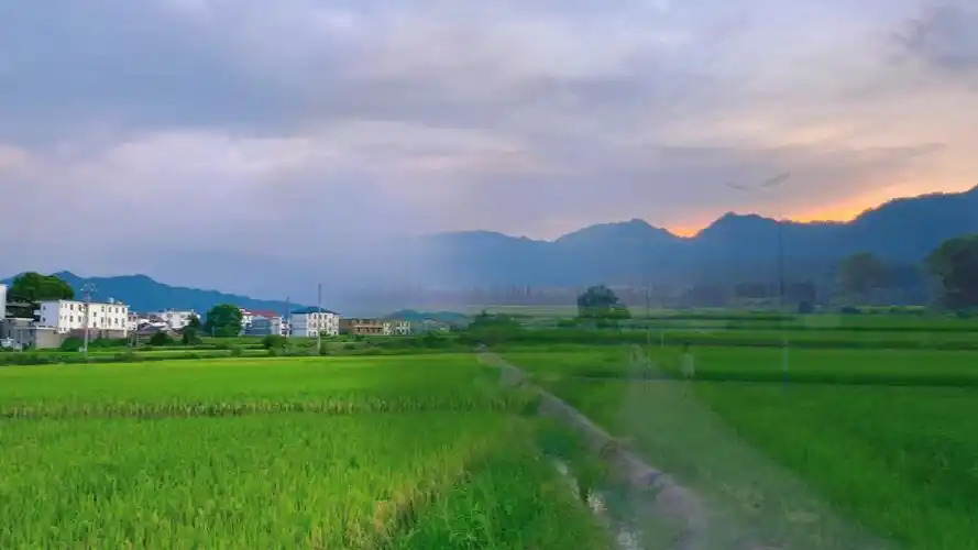 稻田里的夏天,平淡无奇的乡村里,藏着最惬意的生活
