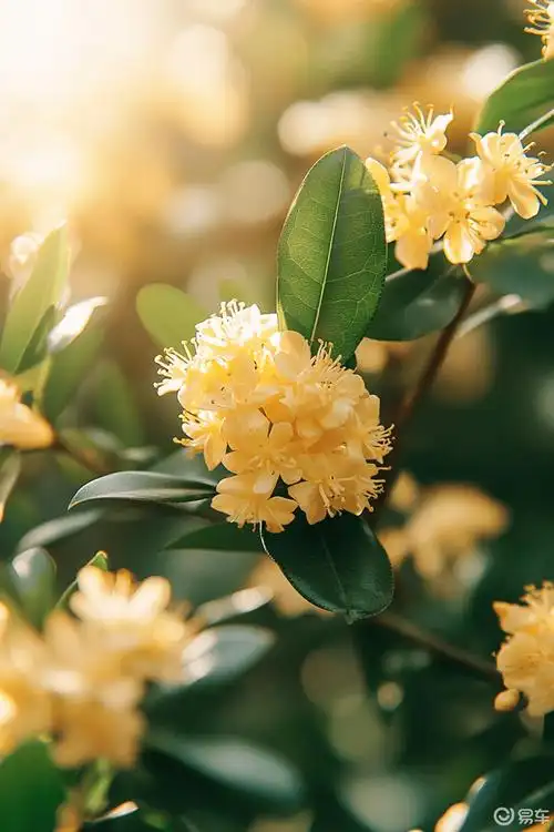 桂花花瓣随风起舞