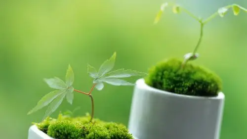 唯美绿色新芽嫩叶摄影高清宽屏壁纸