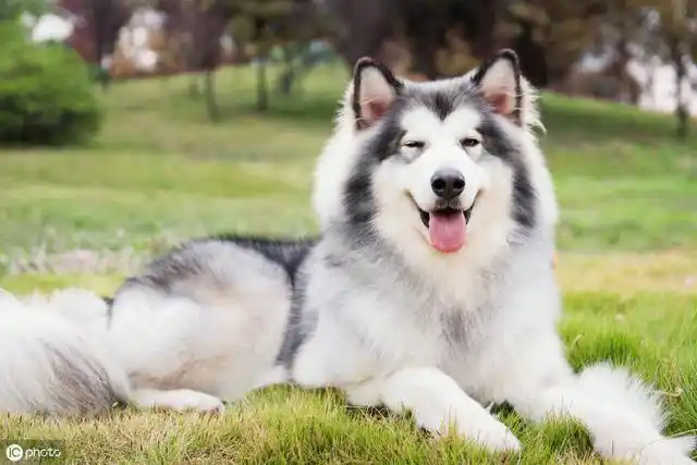 世界十大漂亮的狗狗排行哈士奇荣登榜首你家狗狗上榜了吗