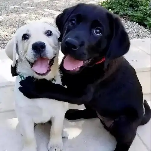 30张可爱的动物图片心都要被萌化了