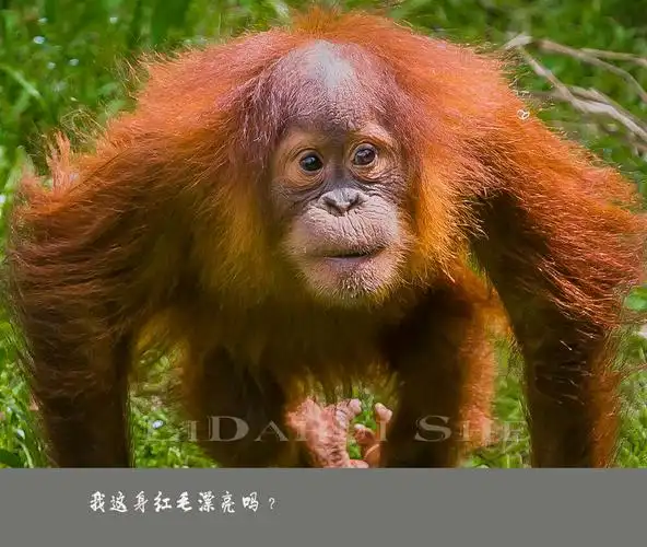 红毛猩猩"乐乐"的故事