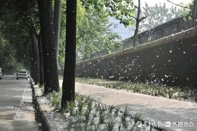 又到杨柳飘絮时出门请做好个人防护