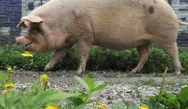 汶川地震坚强生存36天的猪坚强获救后瘦身100斤现在怎样了