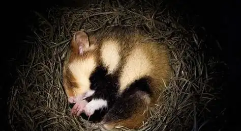 松鼠会冬眠吗会冬眠吗(松鼠在冬天会冬眠吗)-56宠物网