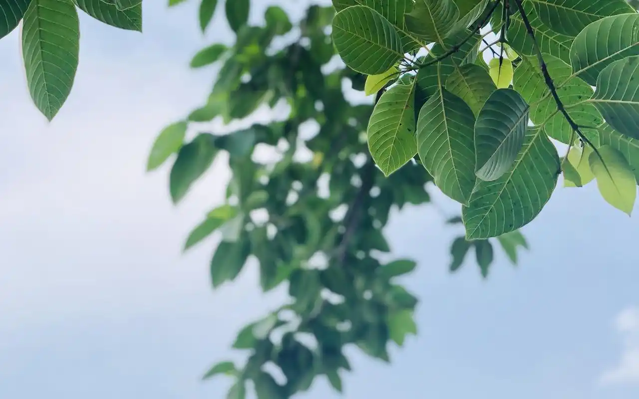 小清新绿植唯美高清桌面壁纸图片