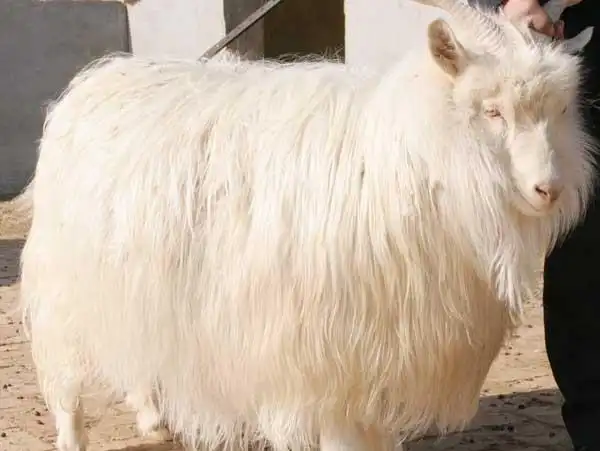长毛山羊价格 冬天饲养什么山羊合适 肉山羊多少钱一只