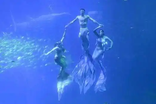 澳门《华侨报》:"美人鱼"表演吸引游客_长沙_男性_美国