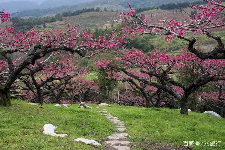 桃花满枝透嫣红,岭南二月花纷飞
