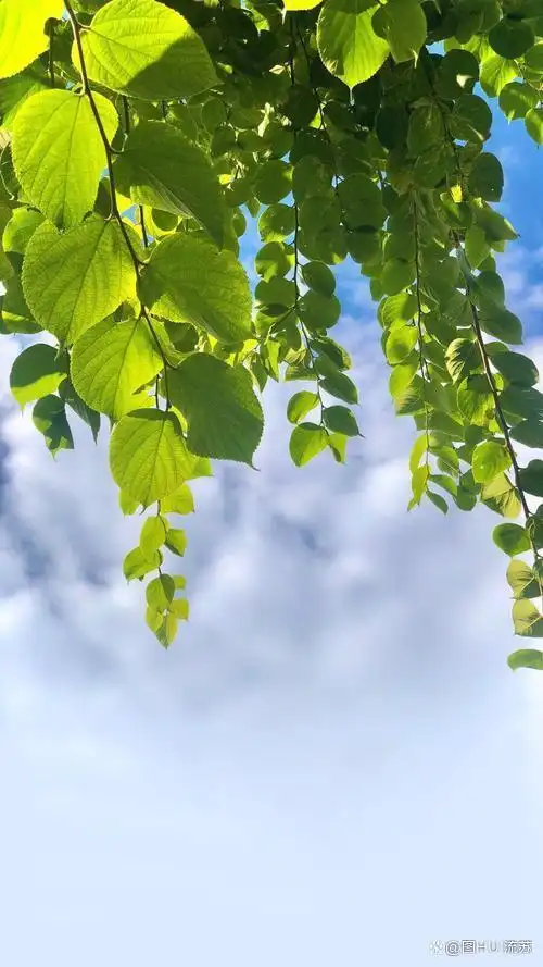 绿色系唯美壁纸