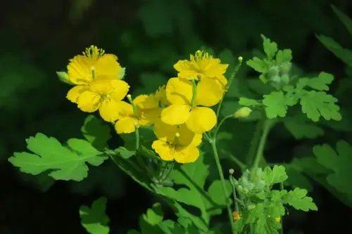 白屈菜,别名山黄连,断肠草.