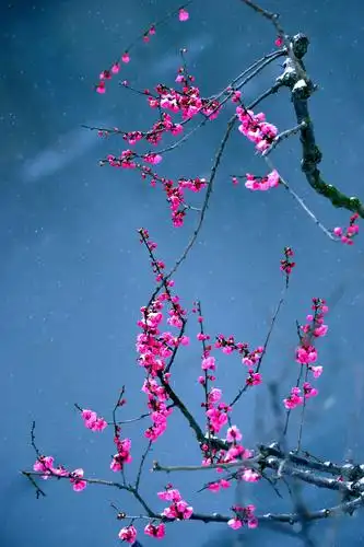 梅花香自苦寒来