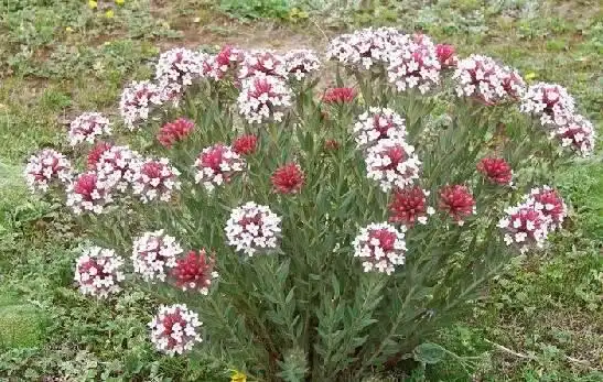 赐教一下,这种花的名字叫什么