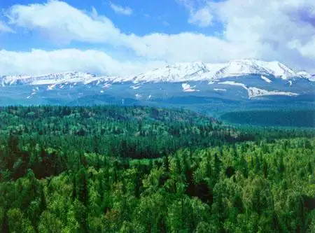 长白山原始森林 野生黑木耳——厚积薄发