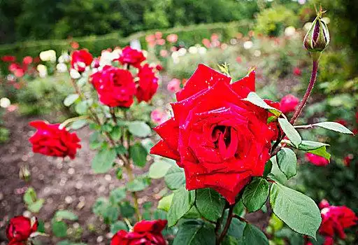 多玫瑰图片