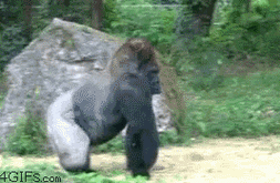 顺金棋牌手机版