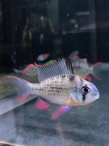 凤凰荷兰玻利维亚短鲷热带观赏鱼南美草缸造景群游鱼