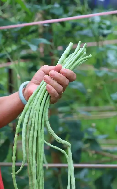 零添加剂湖南老坛酸豆角280g2罐