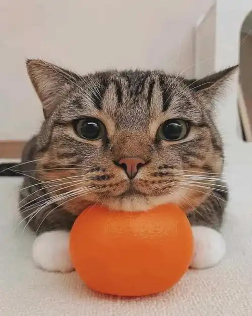 萌化人心!28张超级可爱的动物图片大放送!