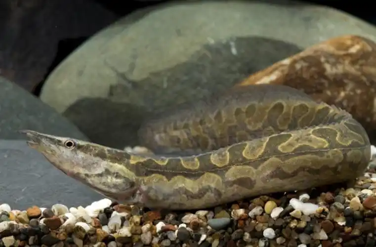 p>大刺鳅(学名: i>mastacembelus armatus /i>)是刺鳅科,刺鳅属鱼类.