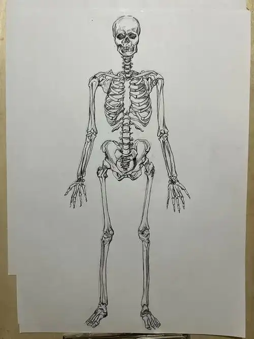 速写骨骼#速写打卡#人体