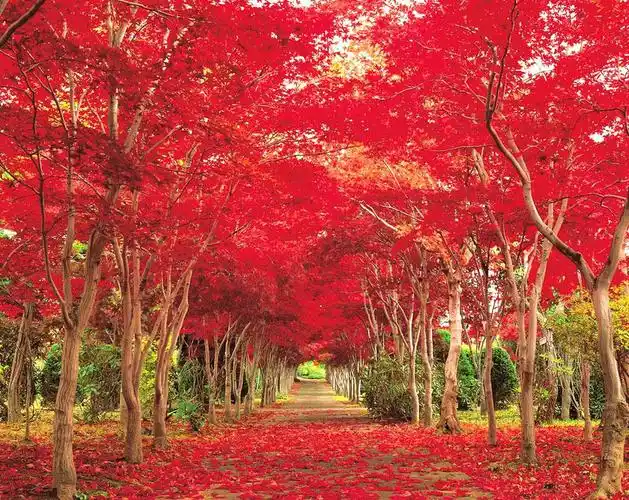 加拿大哪里可以看枫叶