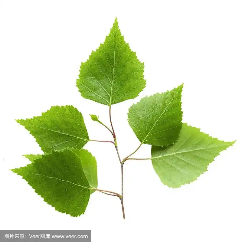 绿色的桦树叶子孤立在白色的背景上.