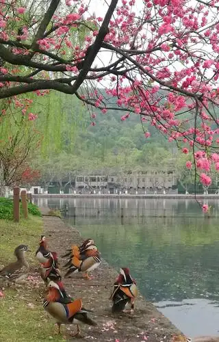 桃花,鸳鸯,西湖