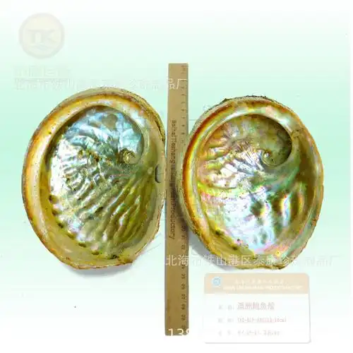 进口澳洲鲍鱼壳_褐色澳洲贝壳 大贝壳 【tas-blp-abg-pcs】-阿里巴巴