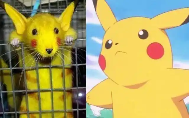 严肃提问老鼠通电会变成皮卡丘吗