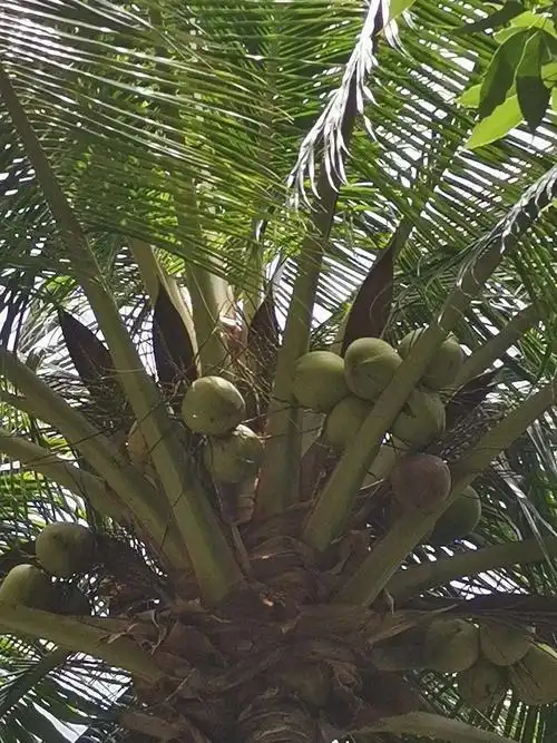 椰 子 海中椰子迎朝日,树上佳人送暮烟.