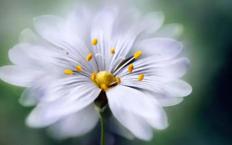 意境微距花朵壁纸_发现近距离中的清新美_风景壁纸