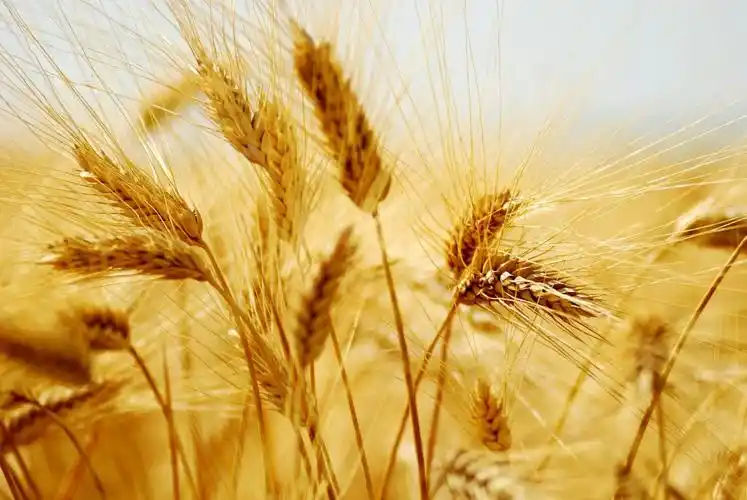 小麦4k超高清壁纸和背景图像