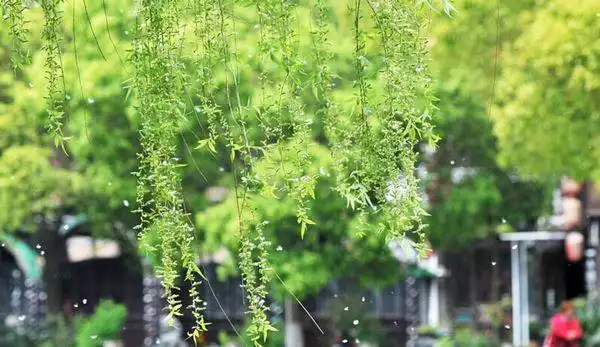 雪似的柳絮 -唯美图片-唯美图片大全