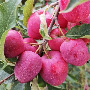 海棠果东北小苹果鸡心果当季新鲜稀有水果冰糖心孕妇宝宝鸡心苹果