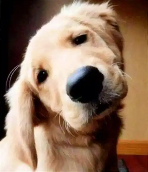 主人说话时的态度因此狗狗在很多时候都会歪着头,看清楚主人的表情