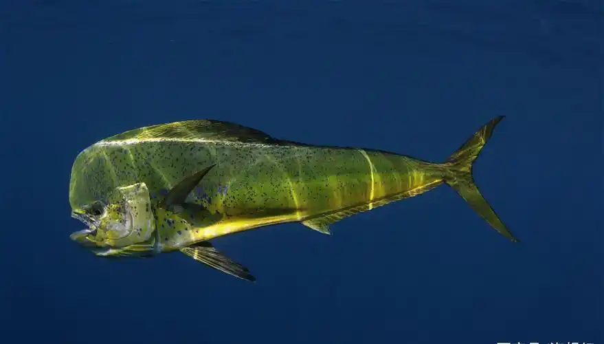 鲯鳅鱼美丽而又奇特的大鱼