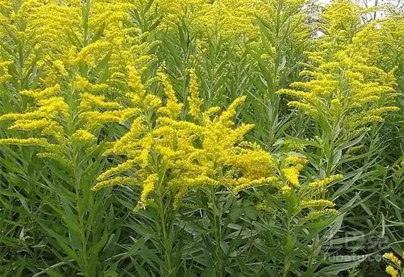 黄莺花图片观赏以及简单介绍