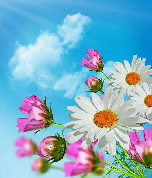 在蓝天白云的背景上的波斯菊花海