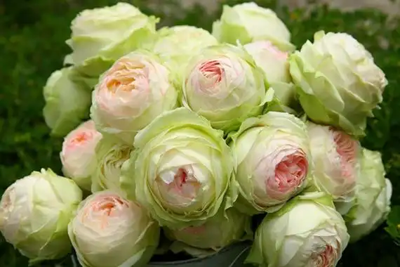 幻彩(アルヌワブラン)是来自日本的一个切花月季品种,它的花朵是淡绿