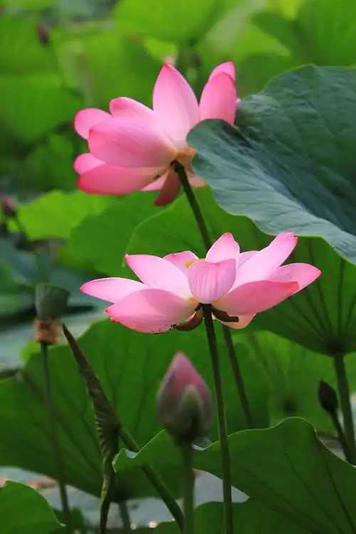 七月的沈阳,荷花依旧,"水中仙子并红腮, 一点芳心两处开."